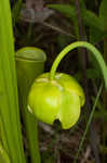 Green pitcherplant